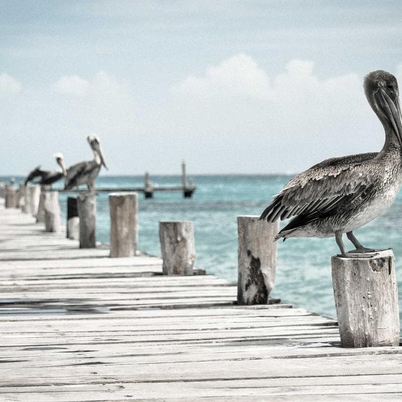 Hanging File Folders - A4 (Box of 25)